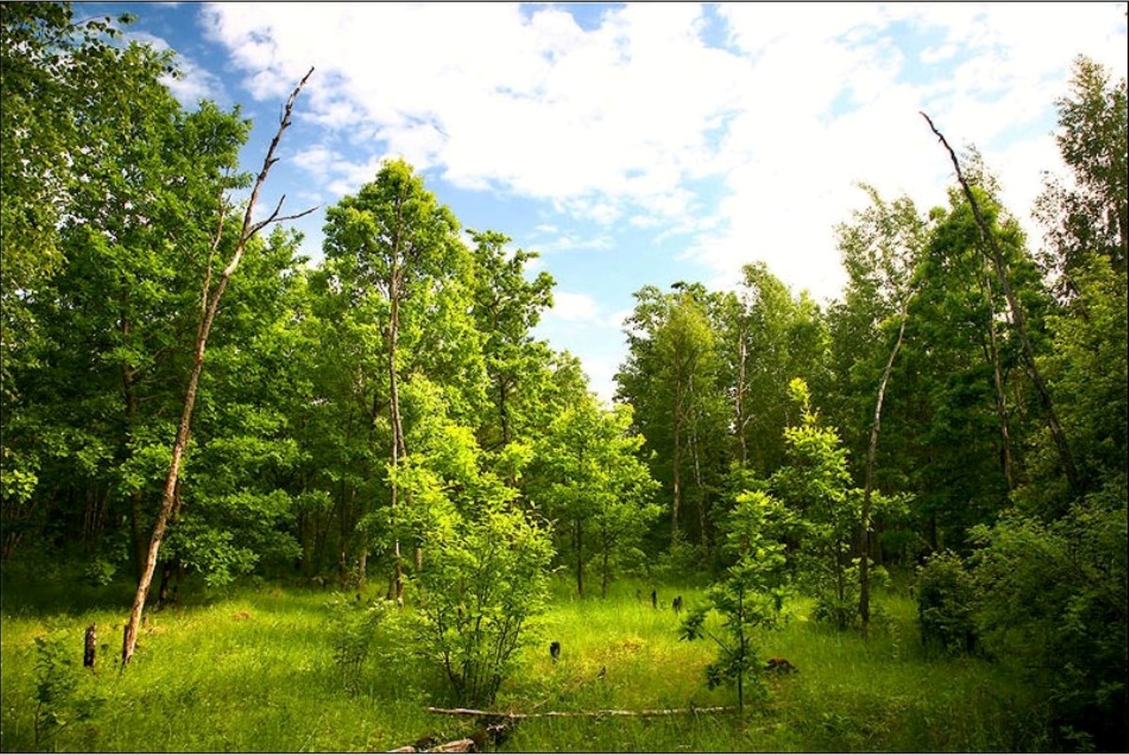 Лесная Поляна лиственного леса