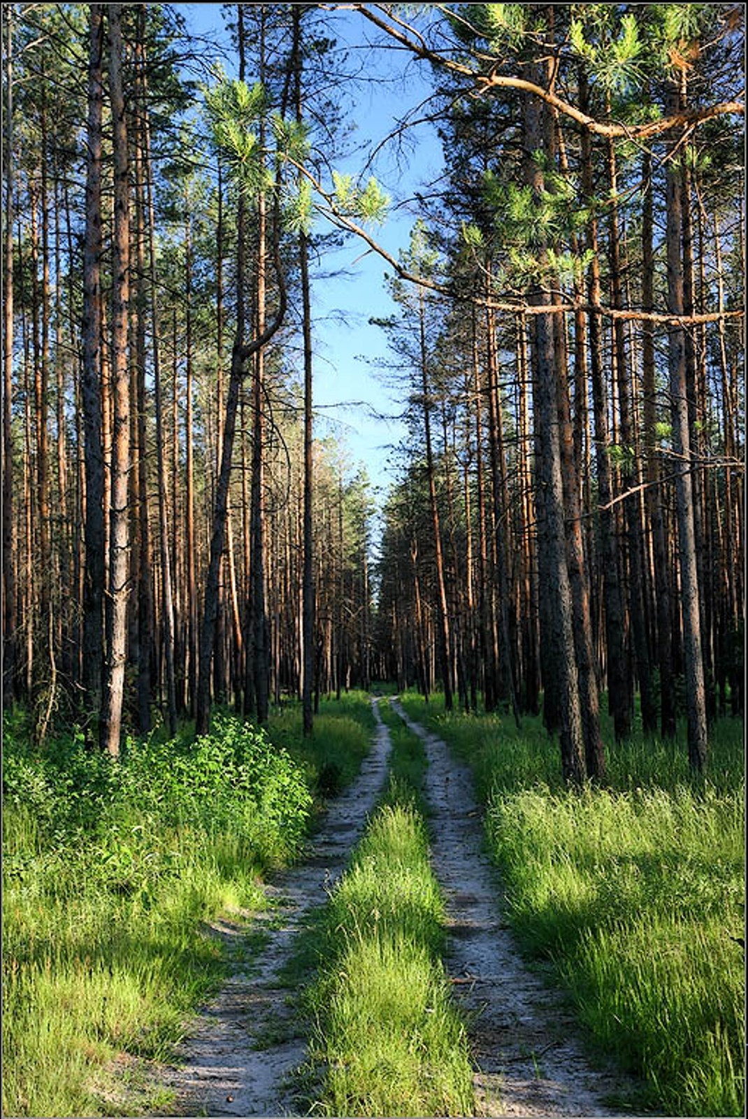 Лес с кривыми деревьями в Калининграде