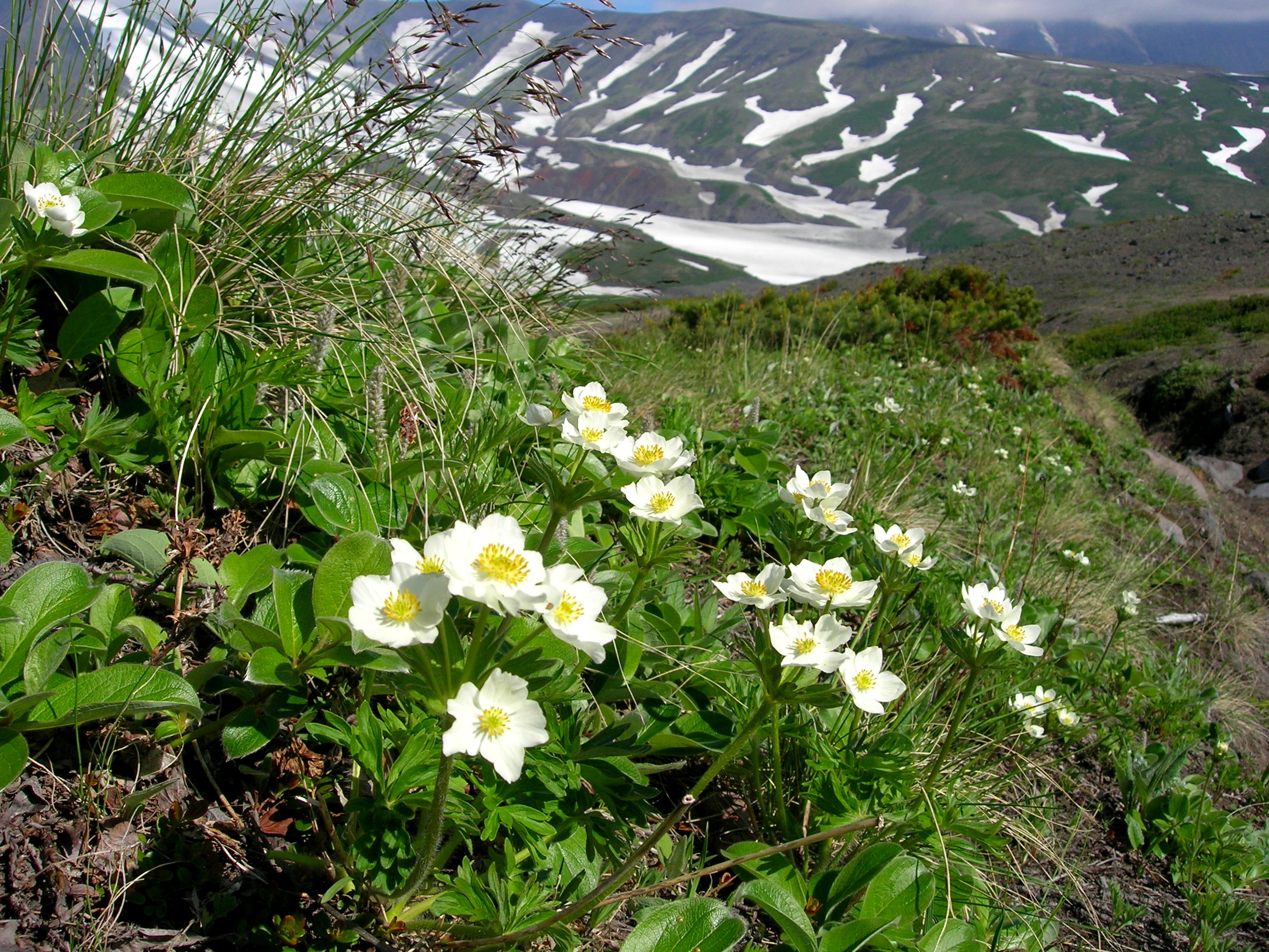 Субальпийские Луга Камчатки