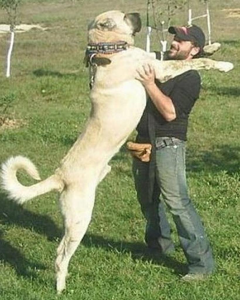 собака с огромным членом онлайн фото 86