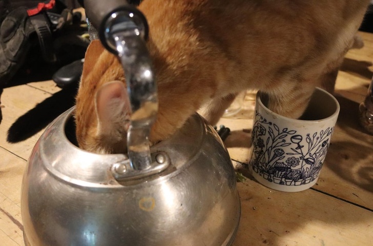 19 самодовольных животных, которые наслаждаются жизнью и плюют на мнение окружающих