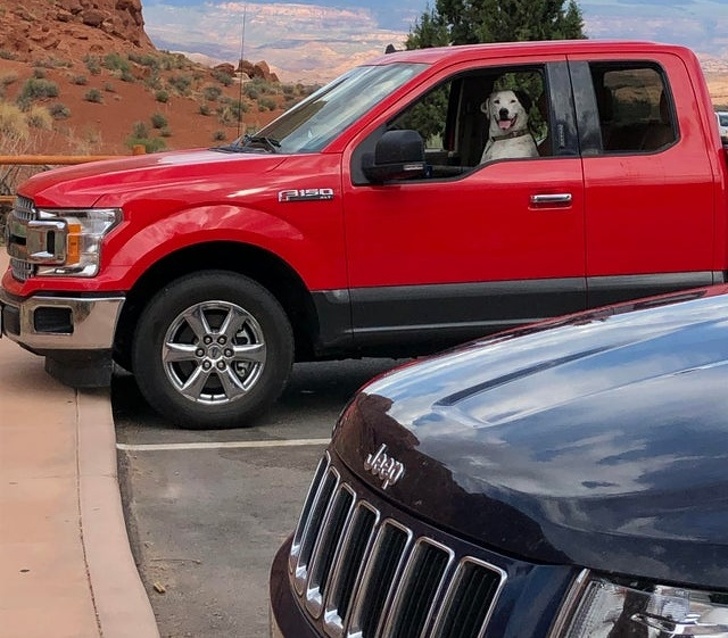 19 самодовольных животных, которые наслаждаются жизнью и плюют на мнение окружающих