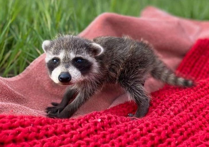 25 животных, которые вызовут у вас острый приступ умиления