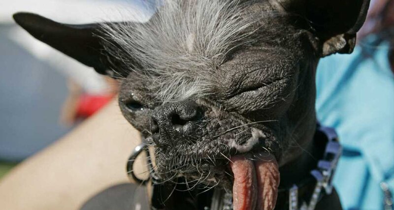 Люди создают животных, не способных жить: жертвы селекции в XXI веке