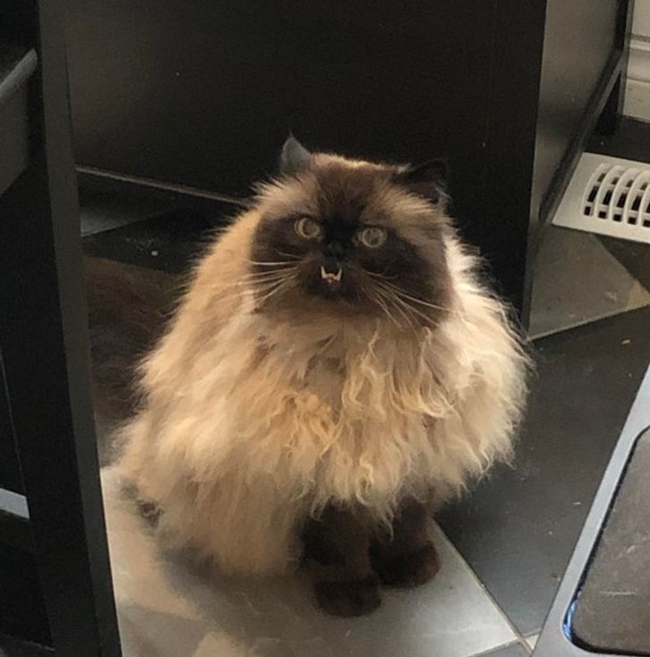 20+ суровых котов, которым даром не сдались эти ваши уси-пуси