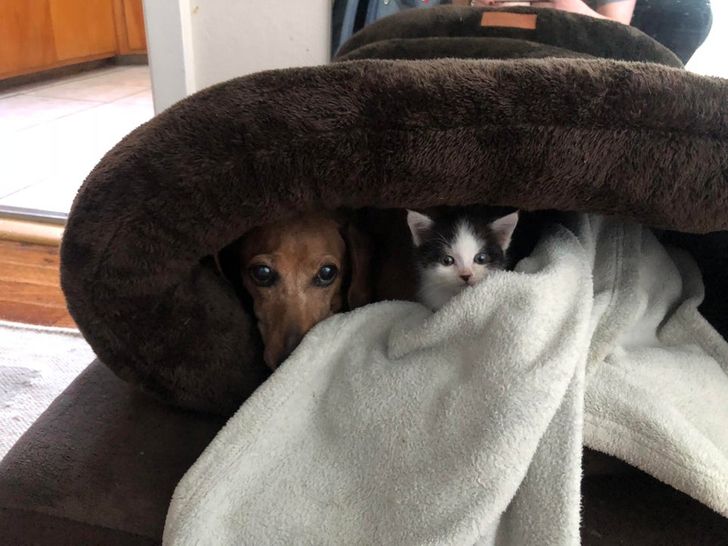 15+ пушистых соседей по квартире, которые доказали, что у дружбы нет границ