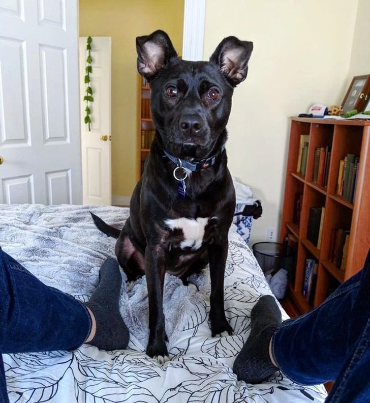 20 человек, которые стали для животных настоящими ангелами-хранителями