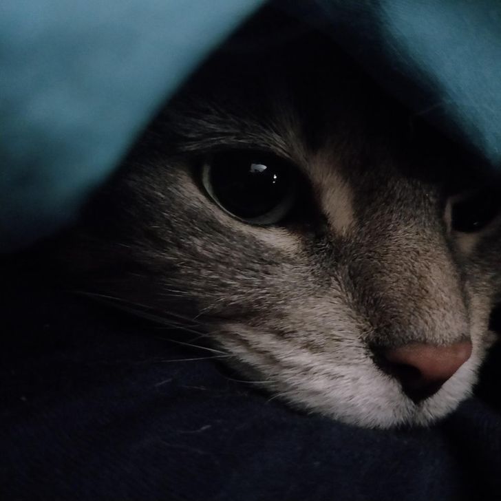 17 доказательств того, что животные по-разному реагируют на сырость за окном