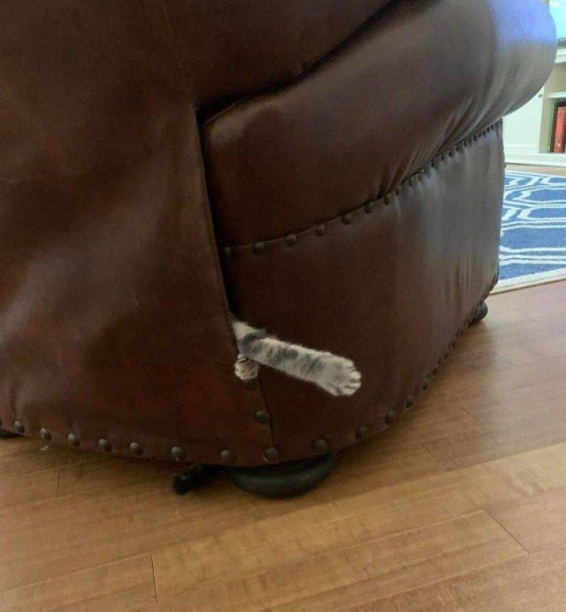 Кот застрял в диване