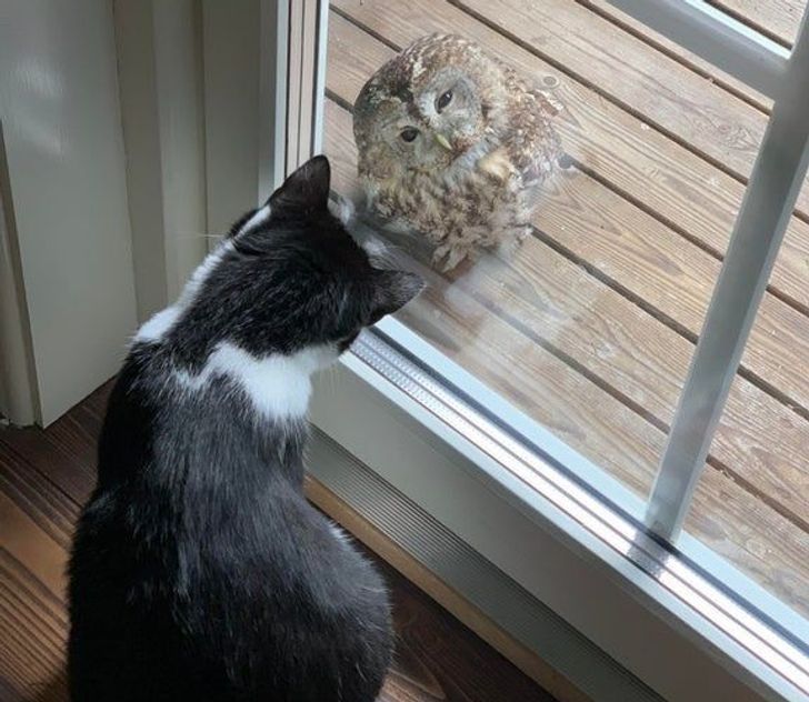 18 фото, на которых птичка вылетела в нужный момент