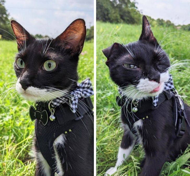 18 фото, на которых птичка вылетела в нужный момент