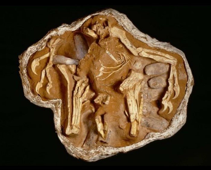 Как выглядели яйца динозавров: факты о жизни миллион лет до нашей эры Как выглядели яйца динозавров: факты о жизни миллион лет до нашей эры