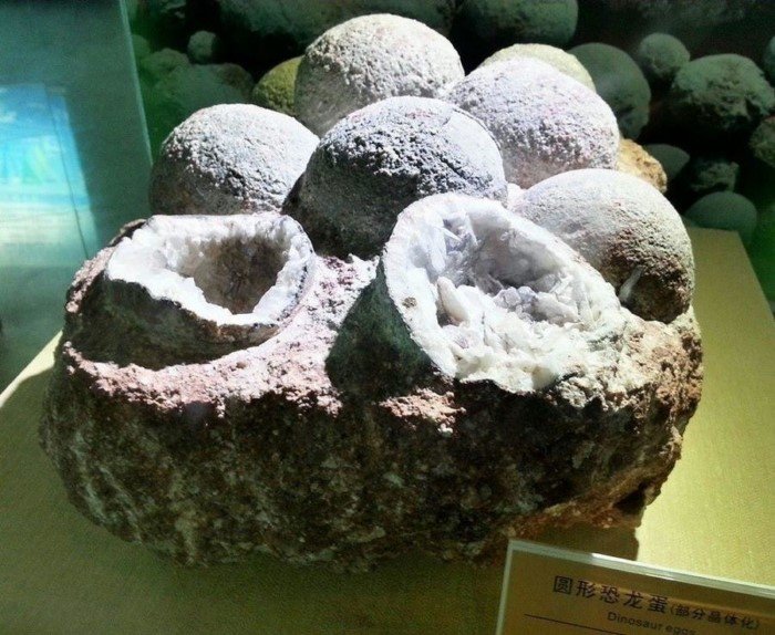 Как выглядели яйца динозавров: факты о жизни миллион лет до нашей эры Как выглядели яйца динозавров: факты о жизни миллион лет до нашей эры