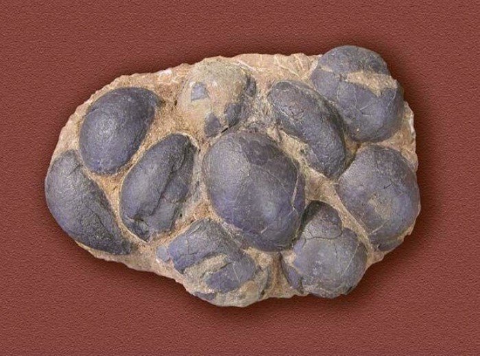 Как выглядели яйца динозавров: факты о жизни миллион лет до нашей эры Как выглядели яйца динозавров: факты о жизни миллион лет до нашей эры