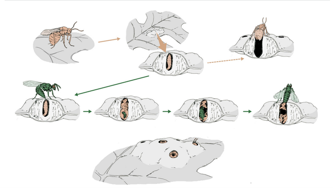 Цикл развития наездников-могильщиков и их паразитизм