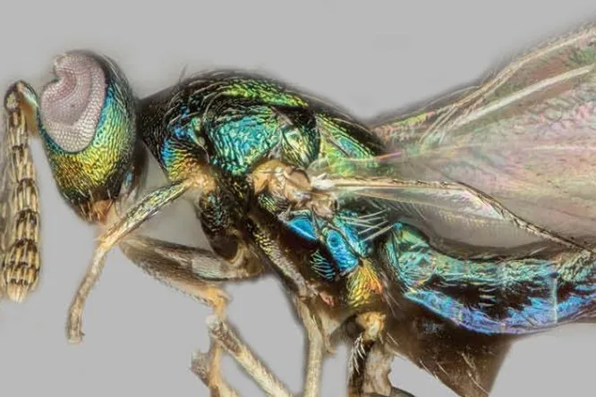 Насекомые-сверхпаразиты пожирают других паразитов заживо