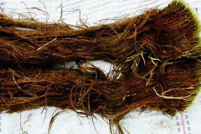 Древняя жизнь, замороженная в&amp;nbsp;толще льда, пробудилась от&amp;nbsp;криосна