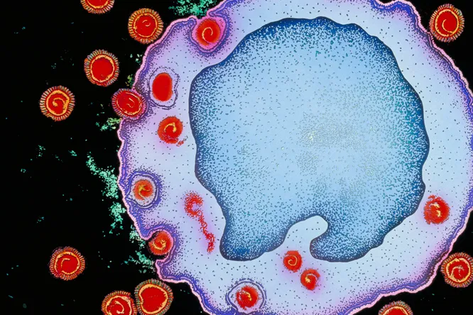 Первый случай полного спонтанного исцеления от&amp;nbsp;СПИДа
