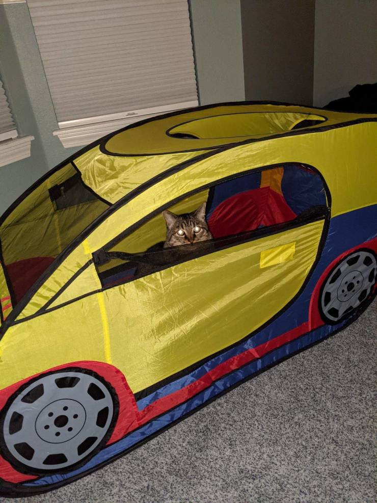 Подборка картинок. Вечерний выпуск (30 фото) - 01.03.2021