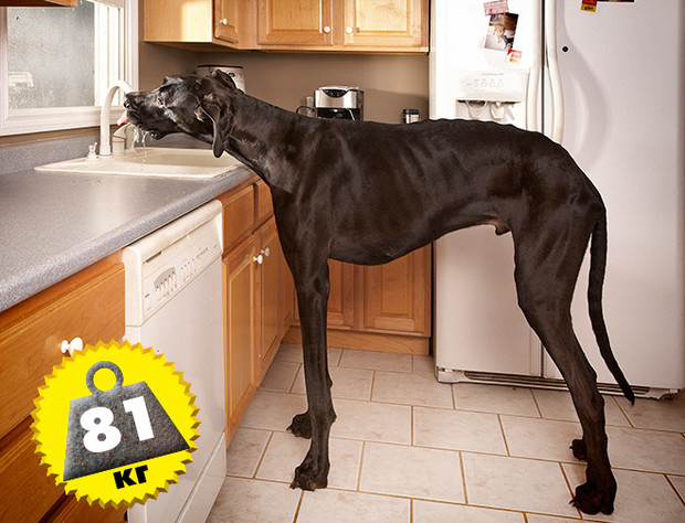 Фото №1 - Кто сказал «Вау!»: шокирующе огромные животные-переростки