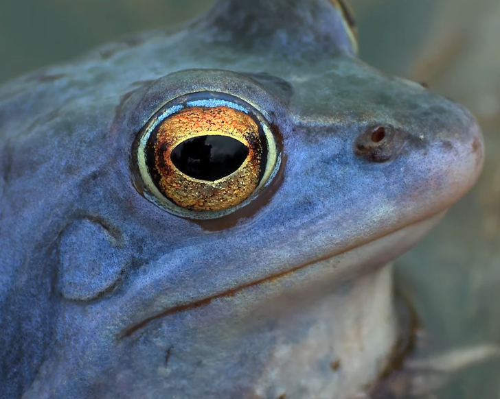 19 фактов о животных, которые могут и ошарашить, если узнавать их без психологической подготовки