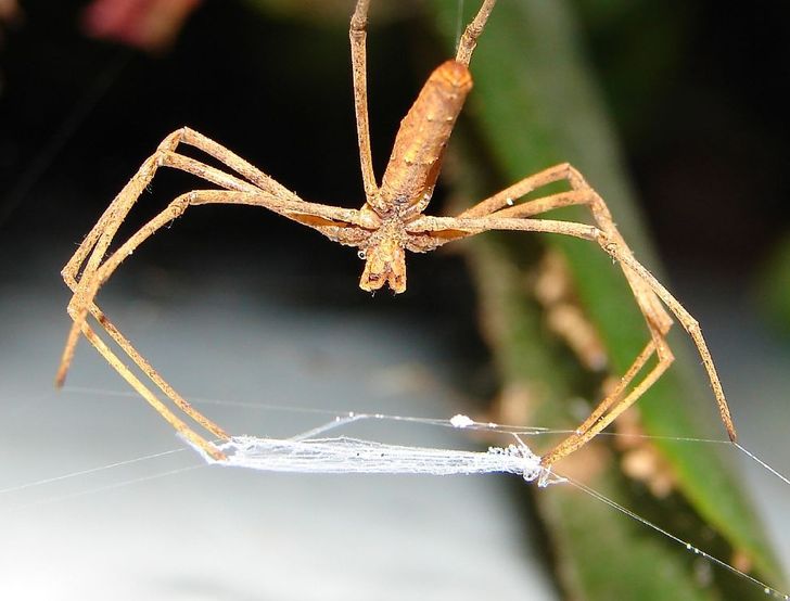 19 фактов о животных, которые могут и ошарашить, если узнавать их без психологической подготовки