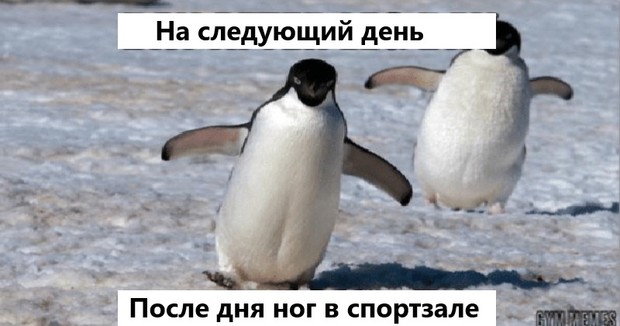 Фото №5 - 5 удивительных загадок из мира животных