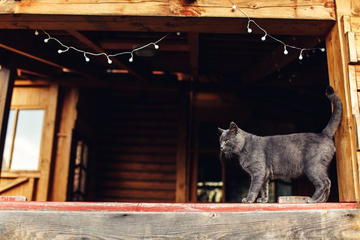 25 иностранцев, которые на собственной шкуре узнали, что «умом Россию не понять»
