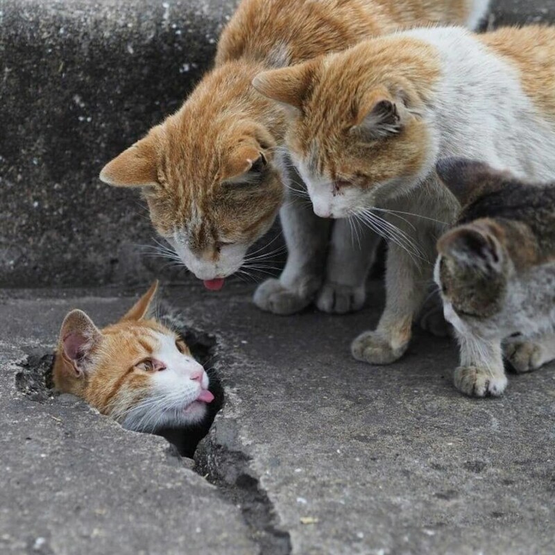 Без кота и жизнь не та