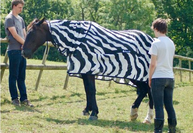 Фото №1 - Ученые наконец разгадали, зачем зебрам полоски