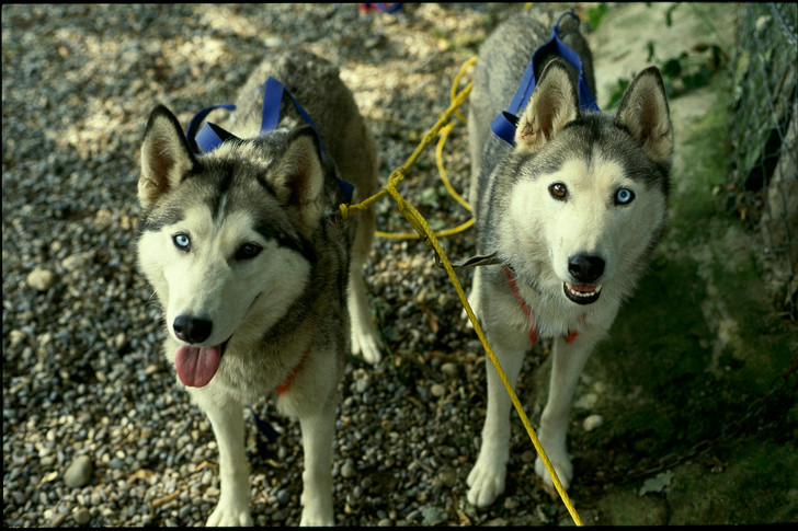 Фото №8 - Удивительная история ездовых собак в СССР