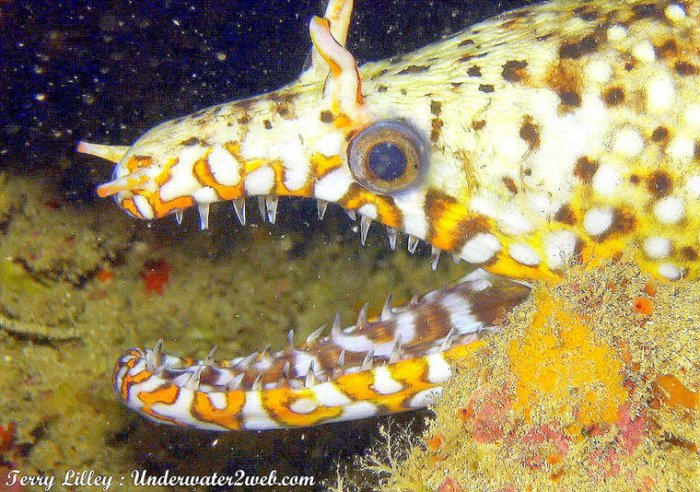 Мурена-дракон: Обычные челюсти и челюсти внутри горла. Зачем этой рыбе такой дьявольский механизм?