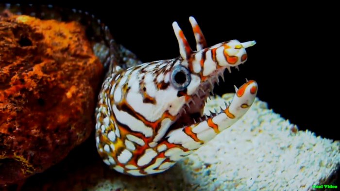 Мурена-дракон: Обычные челюсти и челюсти внутри горла. Зачем этой рыбе такой дьявольский механизм?