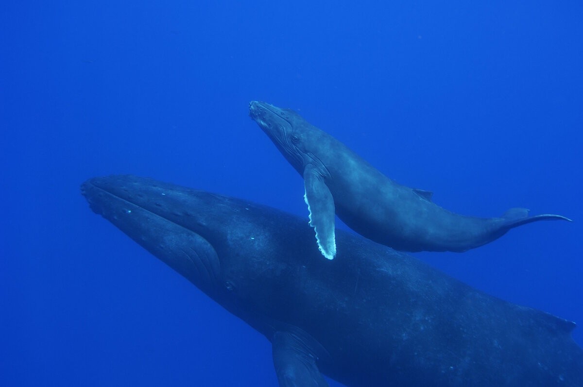 Синий кит: Наша планета не видела более крупного существа. Какое бытие у левиафана весом в 150 тонн? Синий кит: Наша планета не видела более крупного существа. Какое бытие у левиафана весом в 150 тонн?