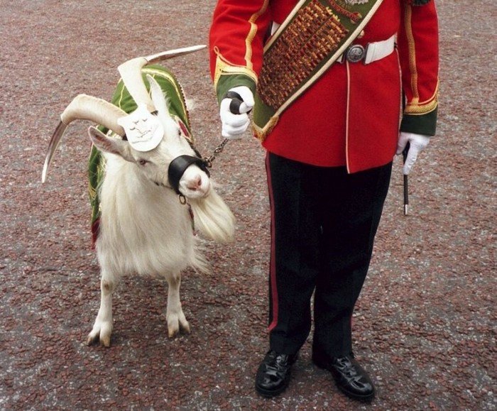 Кашмирские пуховые козы: Почему легендарный кашемир такой дорогой? А ведь эти козы дают ещё более элитную ткань