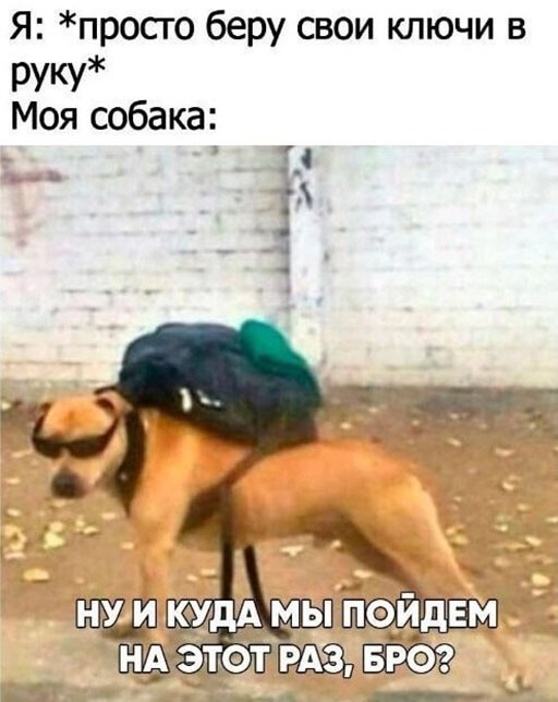 Смешные и познавательные картинки