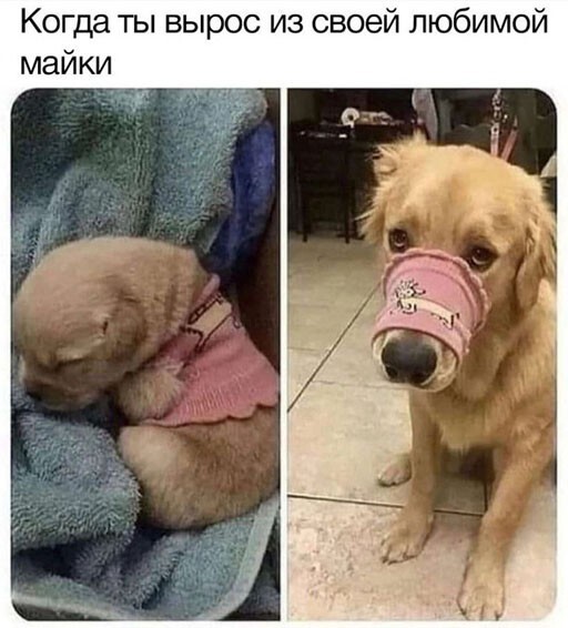 Смешные и познавательные картинки