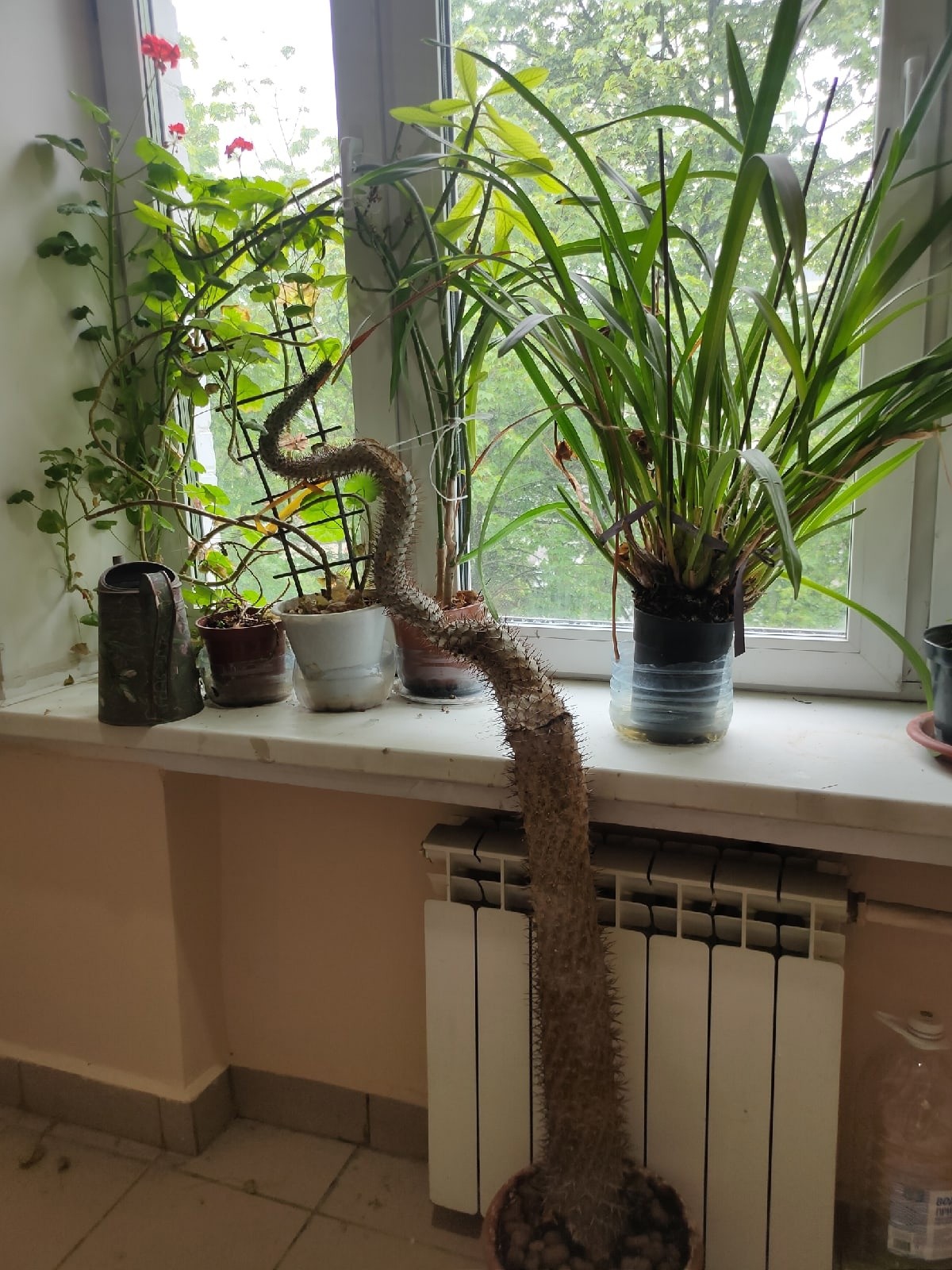 "Не выпускайте его! Это спойлер на новый год!" "Не выпускайте его! Это спойлер на новый год!"