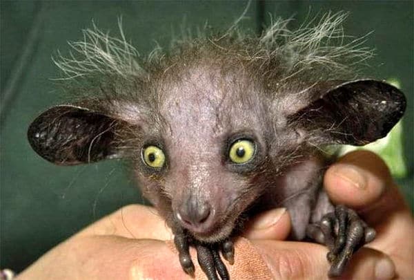 Фотография: 6 фактов о руконожке ай-ай - животном, имя которого запрещено произносить №3 - BigPicture.ru