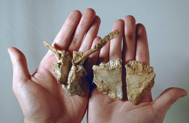 Ученые открыли новый вид динозавров в Румынии. Кости динозавра Transylvanosaurus platycephalus. Фото.