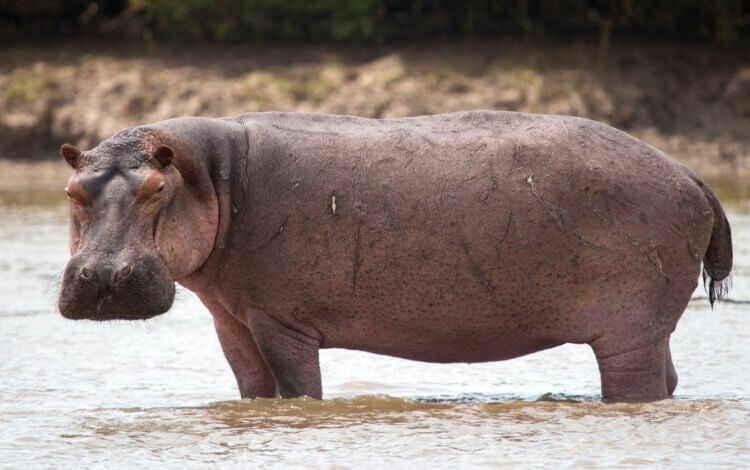 Самые маленькие животные древности. Древние бегемоты были намного меньше нынешних. Фото.