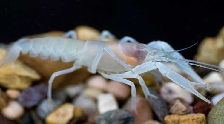 Пещерные раки — животные, живущие сотни лет. Также пещерные раки примечательны тем, что являются долгожителями. Пещерные раки — животные, живущие сотни лет. Также пещерные раки примечательны тем, что являются долгожителями. Фото.