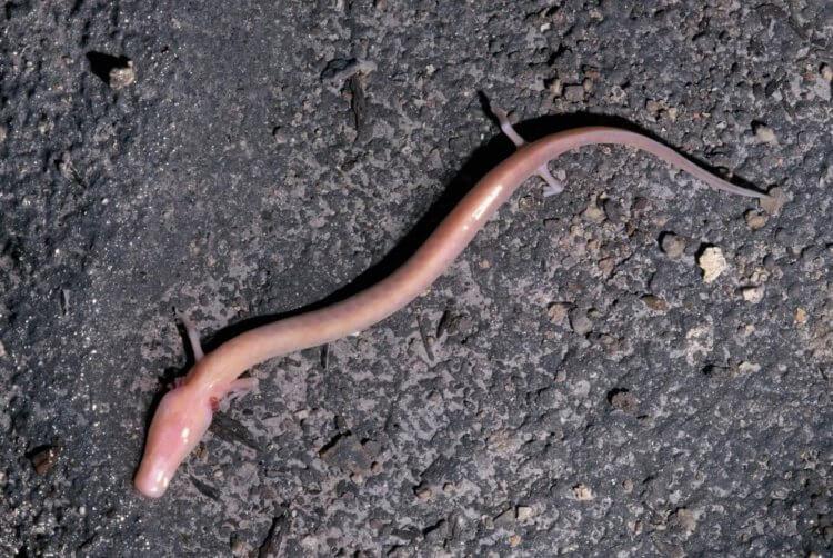 Европейский протей — земноводное, похожее на дракона. Европейские протеи похожи на змей с лапами или огромных червяков. Европейский протей — земноводное, похожее на дракона. Европейские протеи похожи на змей с лапами или огромных червяков. Фото.