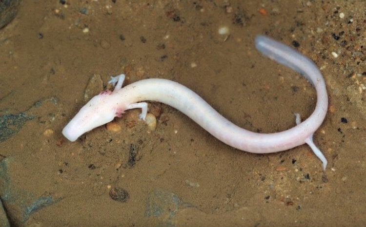 Европейский протей — земноводное, похожее на дракона. Цвет тела протеев розовый, но насыщенность разная. Европейский протей — земноводное, похожее на дракона. Цвет тела протеев розовый, но насыщенность разная. Фото.