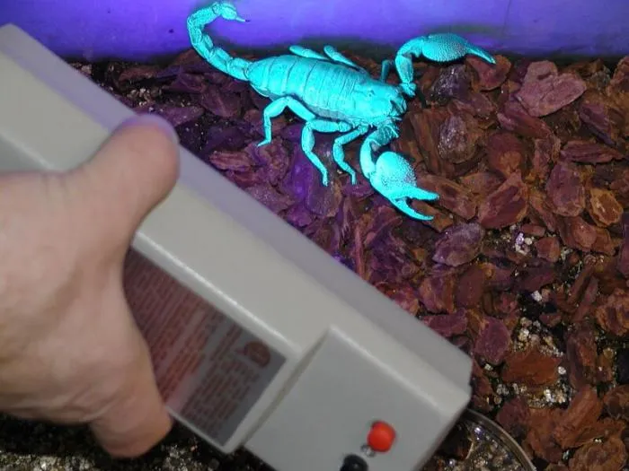 Хамелеоны не только могут менять свой цвет, а ещё и странным образом светятся в ультрафиолете. Какие у учёных есть догадки на этот счёт? Хамелеоны не только могут менять свой цвет, а ещё и странным образом светятся в ультрафиолете. Какие у учёных есть догадки на этот счёт?