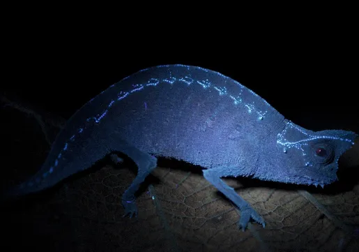 Хамелеоны не только могут менять свой цвет, а ещё и странным образом светятся в ультрафиолете. Какие у учёных есть догадки на этот счёт? Хамелеоны не только могут менять свой цвет, а ещё и странным образом светятся в ультрафиолете. Какие у учёных есть догадки на этот счёт?