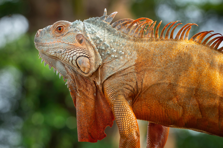 Каких животных едят в разных странах