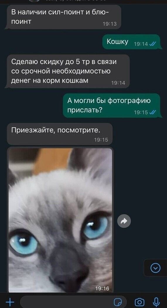 "Так и умрёте от вакцинации тупыми": мужчина хотел купить ребёнку котёнка - и наткнулся на противницу прививок