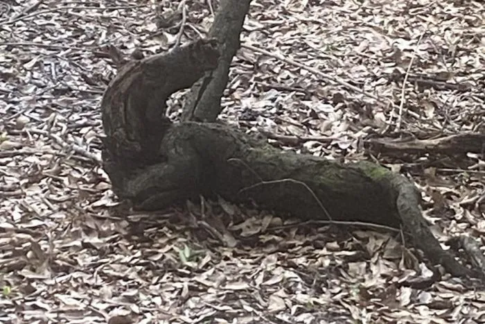 14 доказательств того, что природа умеет удивлять 14 доказательств того, что природа умеет удивлять