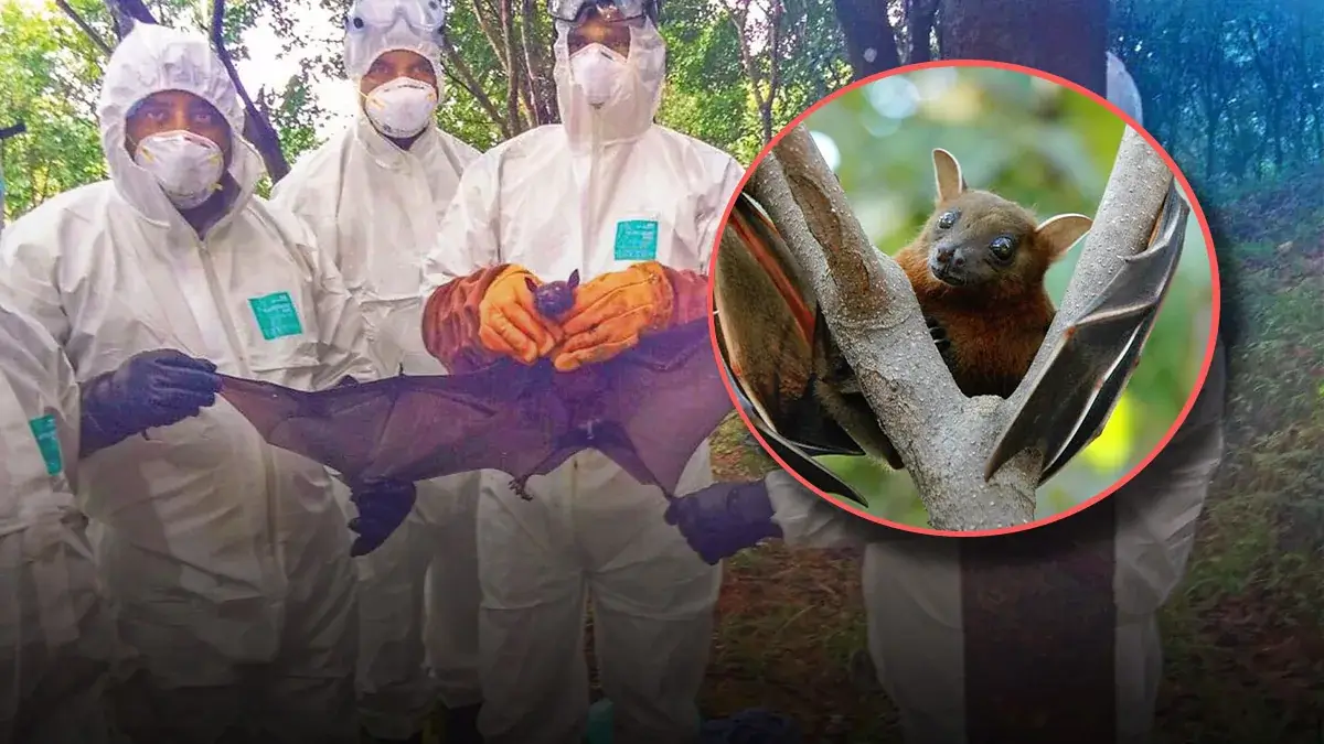 Как и когда появился вирус Нипах. Вирус нипах (NiV) — это передаваемый от животного к человеку вирус с высоким уровнем смертности. Симптомы включают лихорадку, рвоту и респираторную инфекцию, а в тяжелых случаях могут наблюдаться судороги и отек мозга. Как и когда появился вирус Нипах. Вирус нипах (NiV) — это передаваемый от животного к человеку вирус с высоким уровнем смертности. Симптомы включают лихорадку, рвоту и респираторную инфекцию, а в тяжелых случаях могут наблюдаться судороги и отек мозга. Фото.